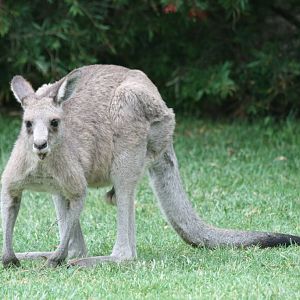 Eastern Grey Kangaroo