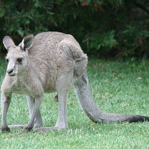 Eastern Grey Kangaroo