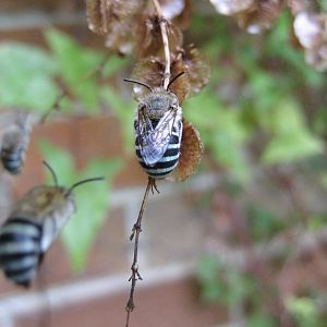 Blue-Banded Bees