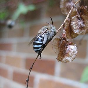 Blue-Banded Bees