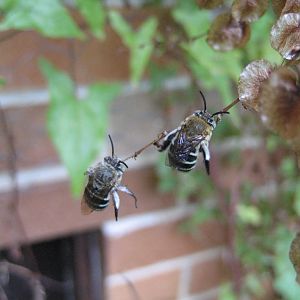 Blue-Banded Bees