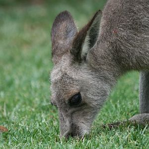 Eastern Grey Kangaroo