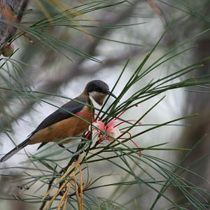 Eastern Spinebill