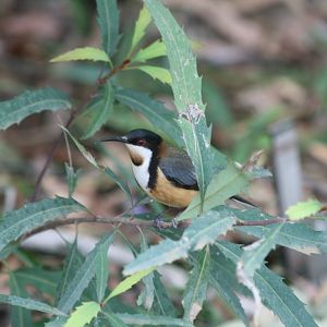 Eastern Spinebill