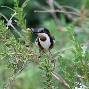 Eastern Spinebill
