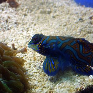 Mandarinfish