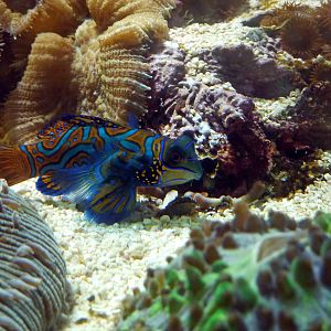 Mandarinfish