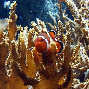 Clownfish