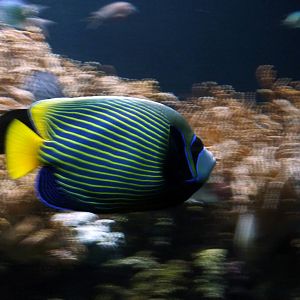 Speedy Emperor angelfish