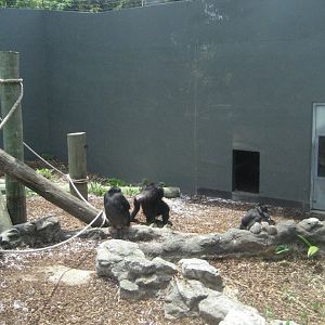 Chimps in the Orang enclosure