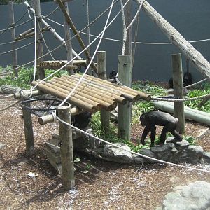 Chimps in the Orang enclosure