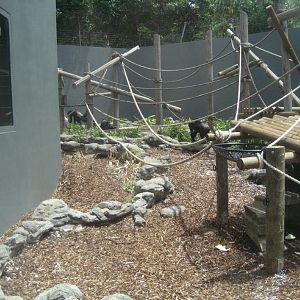 Chimps in the Orang enclosure