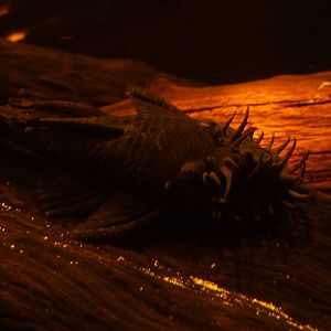 Bristle-nosed catfish