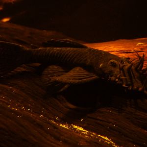 Bristle-nosed catfish