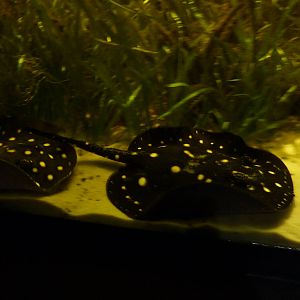 White-spotted river stingrays