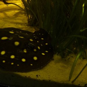 White-spotted river stingray