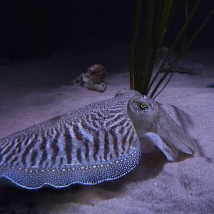 Cuttlefish