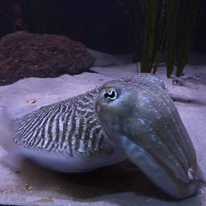 Cuttlefish