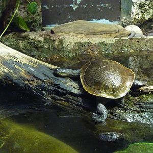 Roti Island snake-necked turtle