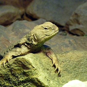 Collared lizard