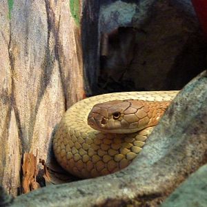 King cobra