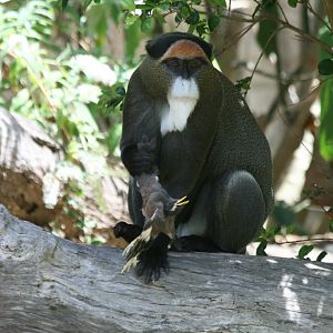 De Brazza Guenon with indian mynah