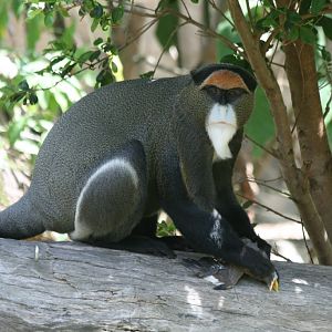 De Brazza Guenon with indian mynah