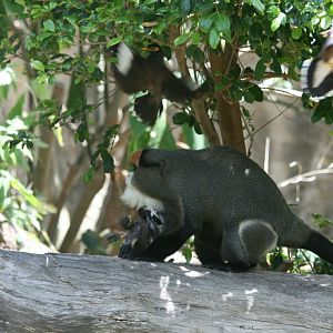 De Brazza Guenon being attacked by Indian Mynahs