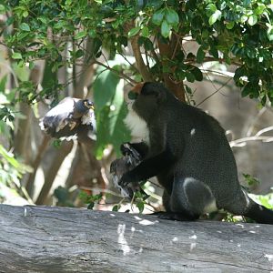 De Brazza Guenon being attacked by Indian Mynahs