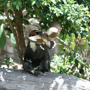 De Brazza Guenon being attacked by Indian Mynahs