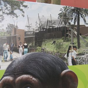 Artist impression of new chimp exhibit