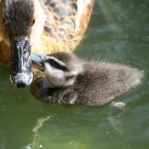 Wandering Whistle-duckling