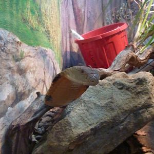 King cobra