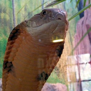 King cobra
