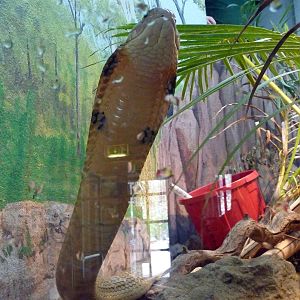 King cobra
