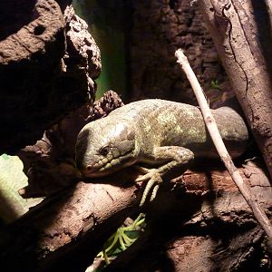 Monkey-tailed skink