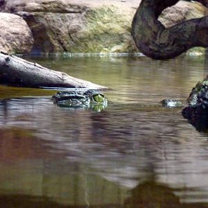 Philippine crocodile