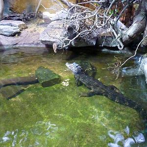 Cuvier's Dwarf caiman