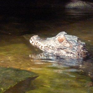 Cuvier's Dwarf caiman