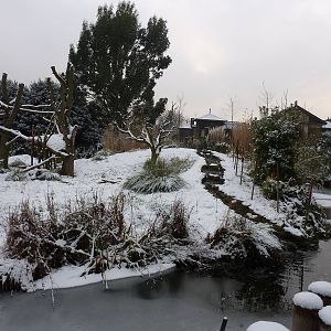 Gorilla Kingdom in the snow