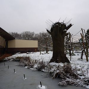 Gorilla Kingdom in the snow