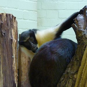 Diana monkeys