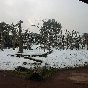 Gorilla Kingdom in the snow