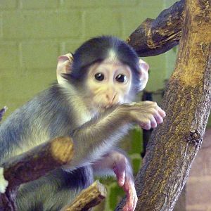 Babey Mangabey