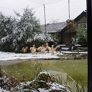 Pelicans in African Bird Safari