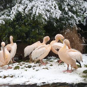 Pelicans in African Bird Safari
