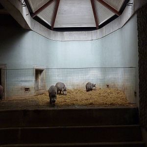 Bearded pigs in the Casson