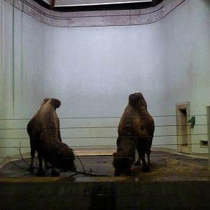 Camels in the Casson