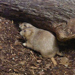 Prairie dogs