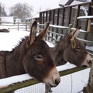 Donkeys in the snow